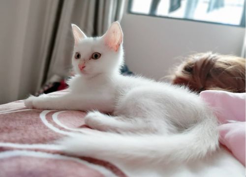 女人开始养猫意味着