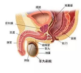 男生的蛋蛋一碰就疼正常吗