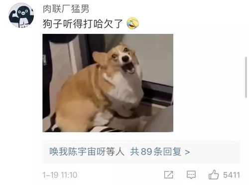 我的老公是条狗大结局小说
