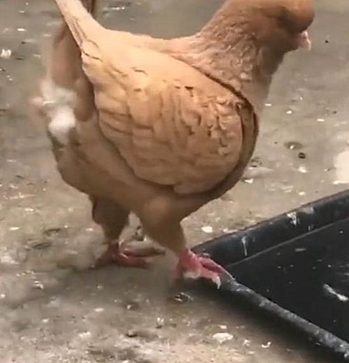 鸽子是代表男人还是女人
