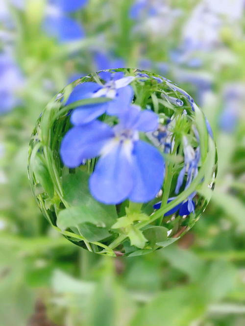 镜花水月代表什么爱情