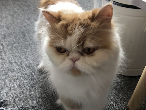 女人养猫的深层意义