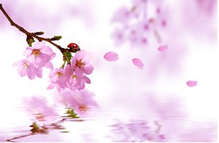 日柱桃花是必出轨