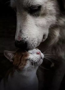 狗和猫哪个对人更有感情