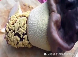 女人梦见蛆什么预兆 女的梦见密密麻麻的蛆在爬