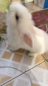 男朋友要求看我的兔子
