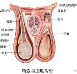 为什么有的男生睾丸很大