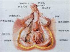 男人阴囊潮湿怎么解决