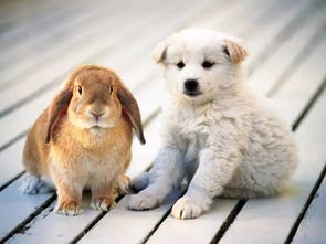 兔与狗的婚姻是否相配