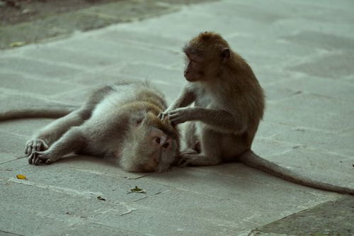 猴与猴相配的婚姻如何