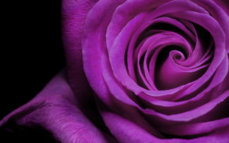 紫色在爱情代表什么意思