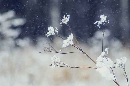 雪与爱情的诗句