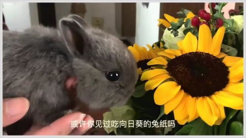 为什么男朋友喜欢吃自己的小兔兔