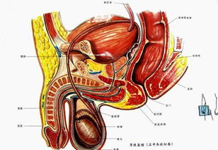 男人前列腺的表现