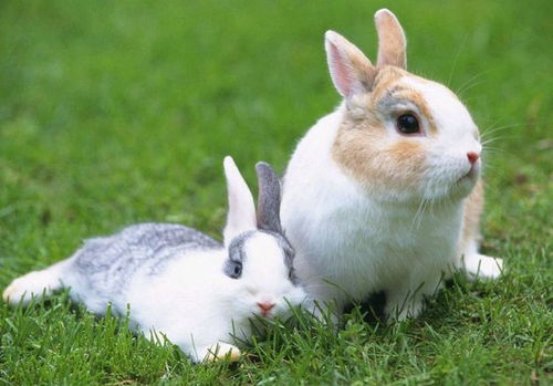 兔子在爱情里代表什么