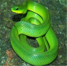 已婚女人梦见两条绿色的蛇