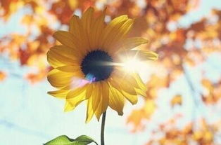 男人一生追求的三样东西 男人的三大追求