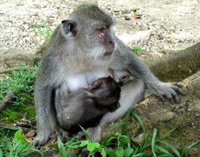 男84鼠男92猴女婚姻状况 84鼠与92猴生的孩子好吗