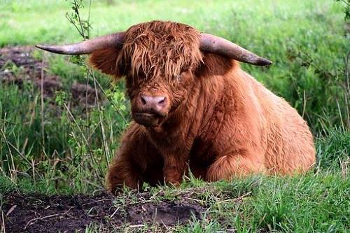 男88龙女94狗婚姻状况 88年龙和94年狗合不合