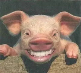 男人为什么喜欢叫女生猪 男人跟女人发个猪代表啥