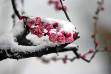 男人为什么喜欢梅花 喜欢梅花的女人的心理