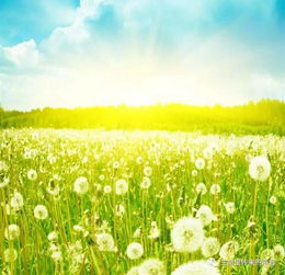 男人发蒲公英暗示什么 蒲公英最有禅意的句子