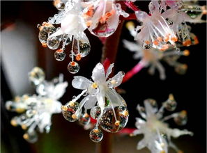 男人唱水中花送给人什么意思 男人比喻女人水中花