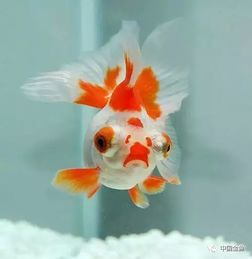 男人喜欢养鱼说明什么 男人养鱼的表现