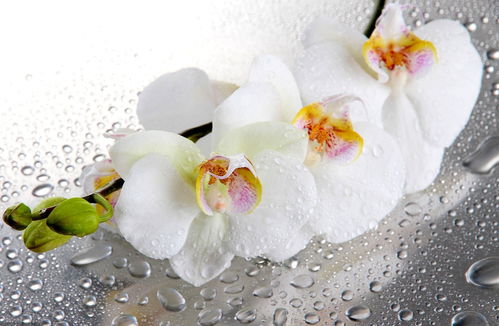 男人喜欢兰花什么心理 什么档次的人养兰花