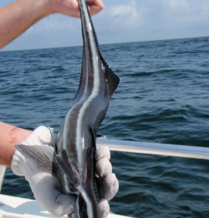 男人想钓你的表现 男生把你当鱼的表现