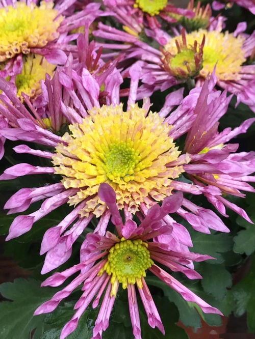 男人怎么看养花草的女人 佛说养花的人有福报吗