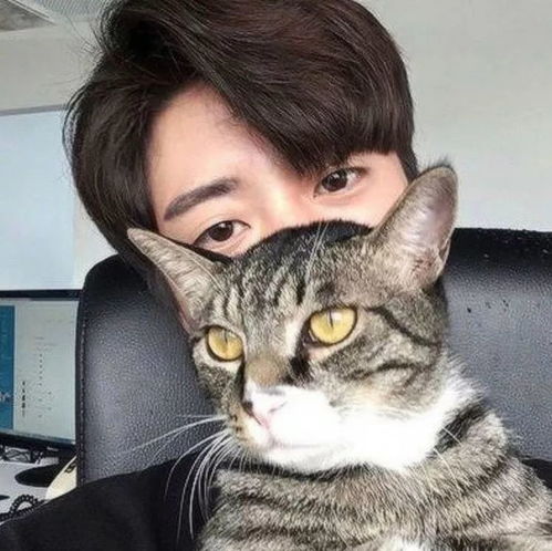 男人把头像换猫暗示什么 男生用猫做头像说明什么
