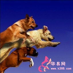 男人梦见被一群狗追着咬 梦见狗的七大预兆