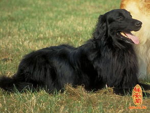 男人梦见被黑狗咬好不好 男人梦见狗扑上来咬周公解梦