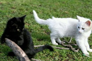 男人梦见黑猫是什么意思 男人梦见猫是不吉之兆