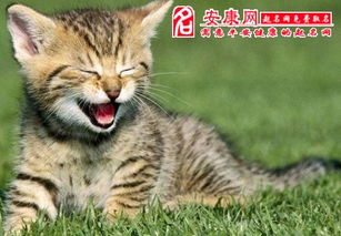 男人梦见被猫咬手甩不掉 梦到猫发疯一样的咬我