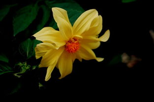 男人梦见谷穗是什么兆头 男人梦见自己花拨稻穗