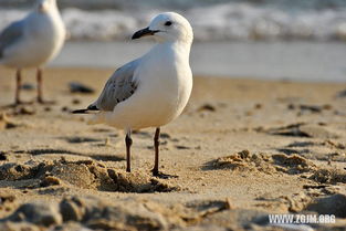 男人梦见自己捉到活鸟 梦见捉了一只鸟在手中