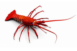 男人梦见龙虾是什么预兆 梦见吃龙虾预示成功