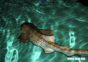 男人梦见蛇钻进裤腿里预兆 女人梦到蛇钻到裤子里已婚女