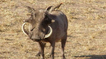男人梦见野猪的七大预兆 梦见黑色野猪带有攻击性