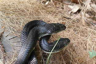 男人梦见黑蛇是什么意思周公解梦 男人梦见黑蛇运气好吗