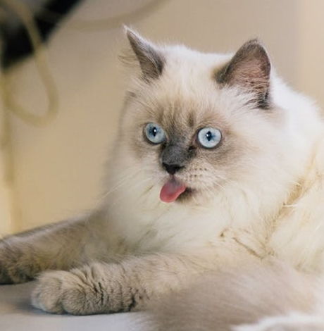 男人梦见猫咬手是吉兆 梦到被猫咬了手是什么的意思