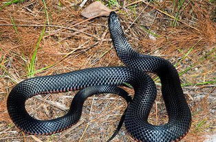 男人梦见黑蛇是什么意思 男人睡梦中梦见黑色蛇