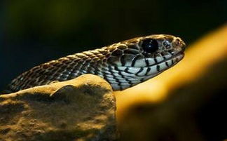 男人梦见花蛇是什么预兆 男人梦到蛇周公解梦