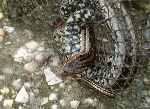 男人梦见蛇钻进裤裆部 梦到蛇进裤裆里预示着什么