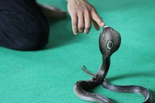 男人梦见自己的睾丸被蛇咬 梦见蛇咬自己的阴囊