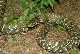 男人梦见蛇往自己身上钻 梦见蛇爬进自己衣服里没咬人