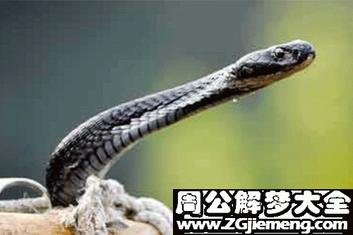 男人梦见被蛇追着跑 男人梦见蛇的七大预兆