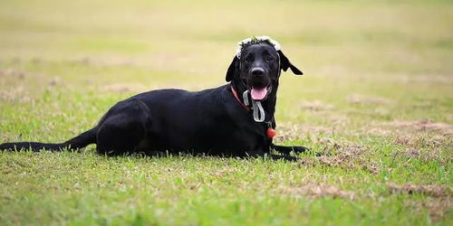 男人梦见黑狗是什么意思 梦见黑狗的七大预兆是什么